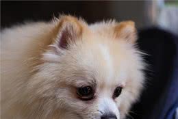 养宠小经验：狗眼有泪痕狗子眼下出泪痕怎么办