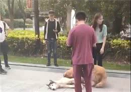 金毛温顺可爱，但是咬起狗来，立马让你不认识