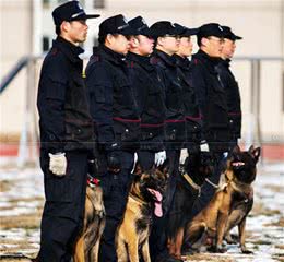 工作犬普通的一天