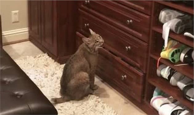 别随便收养流浪猫，美国女子收留了一只，其实是很危险的野山猫