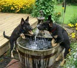 狗狗爱喝水是好事吗？