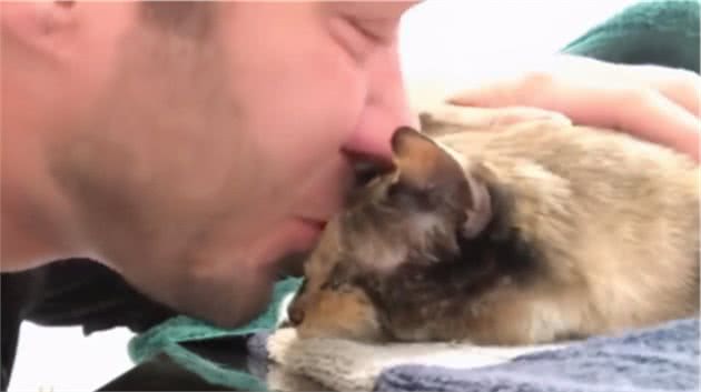 猫界寿命短的6种猫，并不能陪你很久，你还敢养吗？