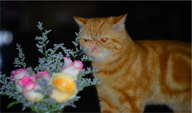 猫界寿命短的6种猫，并不能陪你很久，你还敢养吗？