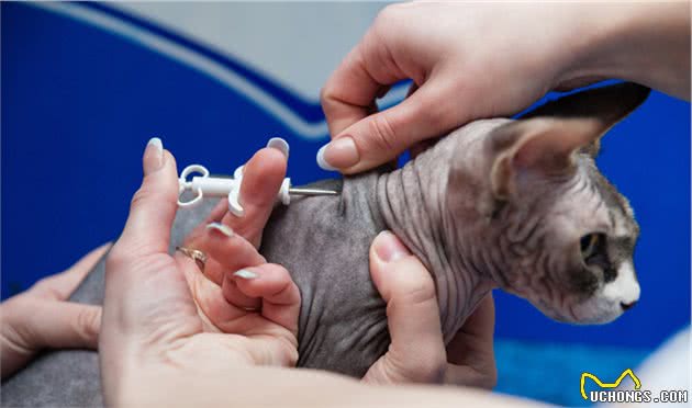 猫界寿命短的6种猫，并不能陪你很久，你还敢养吗？