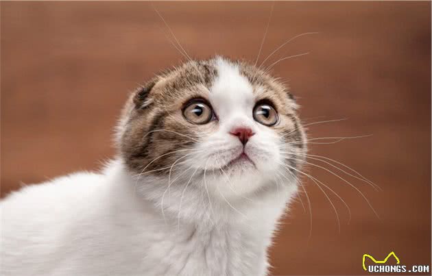 猫界寿命短的6种猫，并不能陪你很久，你还敢养吗？