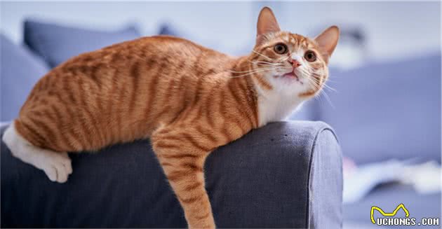 猫界寿命短的6种猫，并不能陪你很久，你还敢养吗？