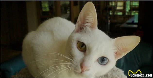 猫界寿命短的6种猫，并不能陪你很久，你还敢养吗？