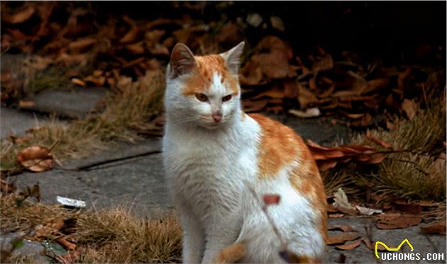 猫界寿命短的6种猫，并不能陪你很久，你还敢养吗？