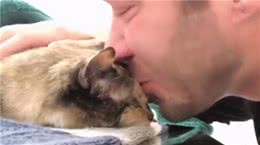猫界寿命短的6种猫，并不能陪你很久，你还敢养吗？