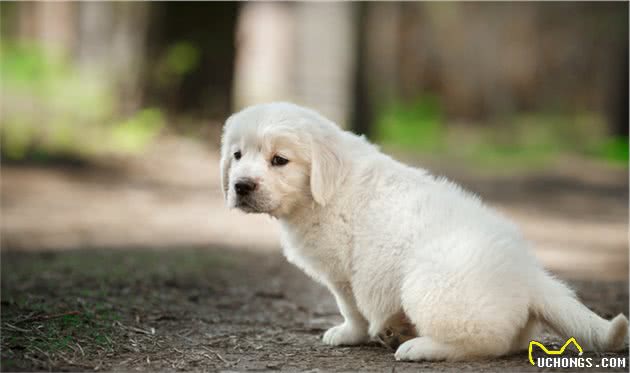 小金毛犬训练方法，一般什么时候开始？