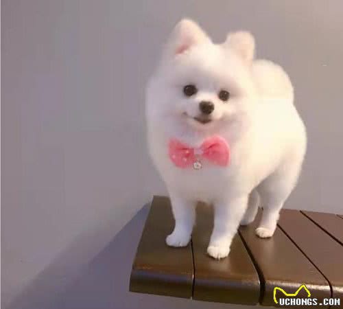 想说爱你并不容易，博美你到底有多难养