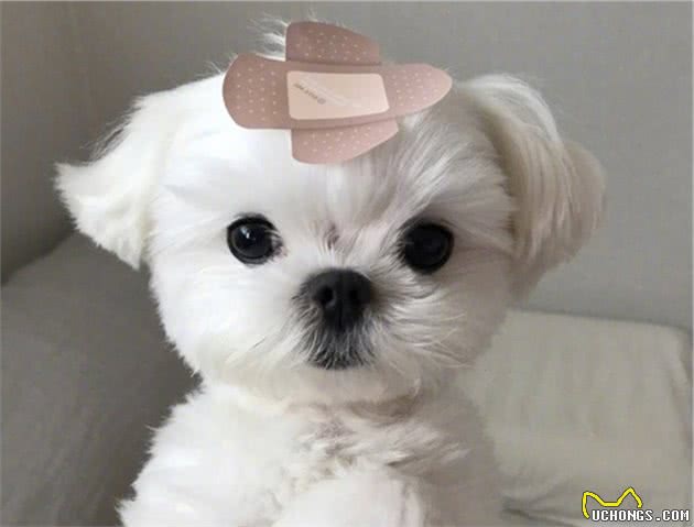 铲屎官家养马尔济斯犬后，竟将其当成女友对待，看着狗狗满眼温柔