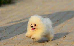 铲屎官家养马尔济斯犬后，竟将其当成女友对待，看着狗狗满眼温柔