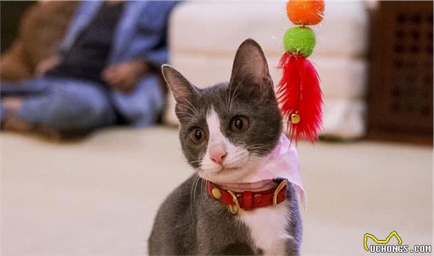 泰国小公主收养小猫；小猫趴在公主肩膀上不肯下来，要享福了