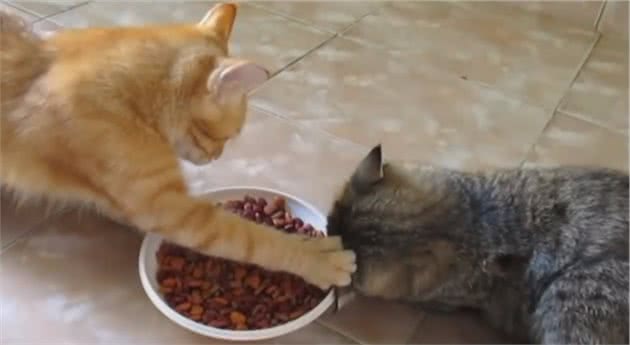 猫咪为什么会护食？猫咪护食怎么办？