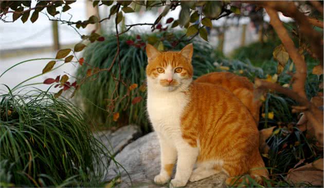猫咪为什么会护食？猫咪护食怎么办？