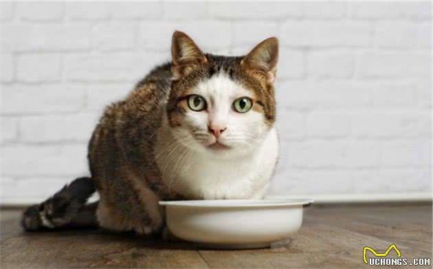 猫咪为什么会护食？猫咪护食怎么办？