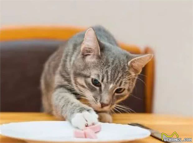 猫咪为什么会护食？猫咪护食怎么办？