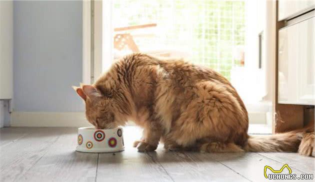 猫咪为什么会护食？猫咪护食怎么办？