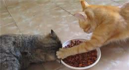猫咪为什么会护食？猫咪护食怎么办？