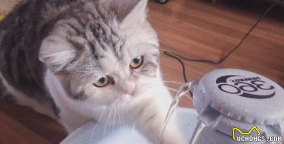 猫狗最重要的营养素你知道吗？其实最需要的就是水分