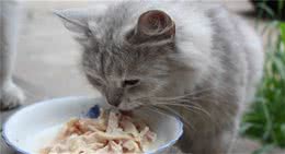 猫狗最重要的营养素你知道吗？其实最需要的就是水分