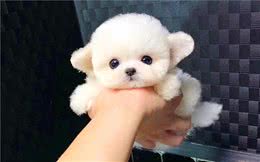 想要一只乖巧的狗狗？了解爱犬基因诉求后，问题便能迎刃而解
