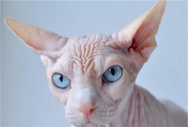 贵贵的无毛猫，在喂养中要注意哪些问题呢