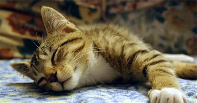 怎样防止波米拉猫走失，拉格多尔猫在家的生活习性有什么