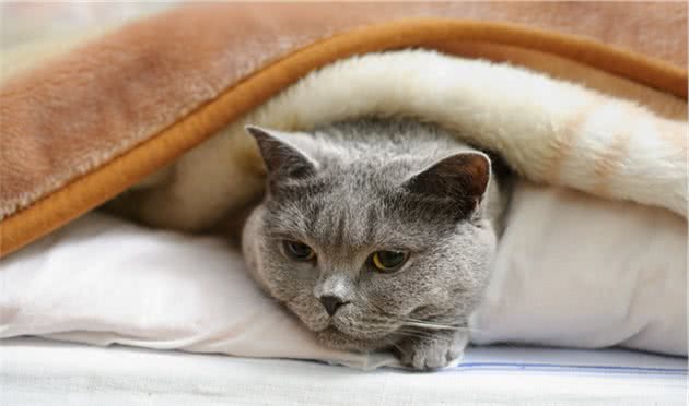 怎样防止波米拉猫走失，拉格多尔猫在家的生活习性有什么