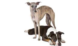 真正的运动型猎犬—惠比特犬