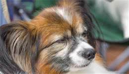 带蝴蝶犬出门溜达什么时间最合适？要注意些什么？