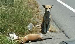 狗宝宝去世倒在路边，狗妈妈陪着它暴晒，不吃不喝不肯离开