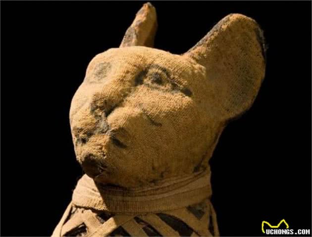 古埃及人有多爱猫？神灵一般的存在，死后会被制成木乃伊