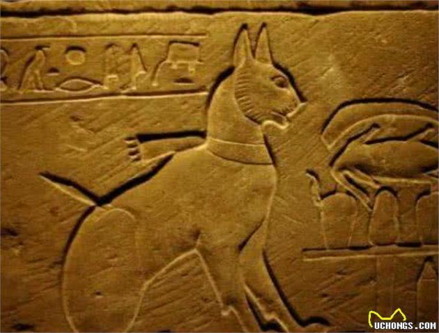 古埃及人有多爱猫？神灵一般的存在，死后会被制成木乃伊