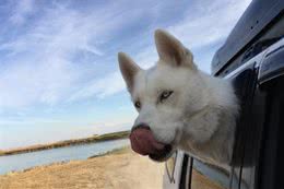 带狗狗一起自驾游，你们需要注意些什么？怎样可以健康又快乐