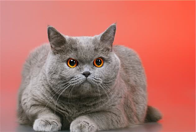 宠物猫的品种及价格大全，看完后都想买一只回家养