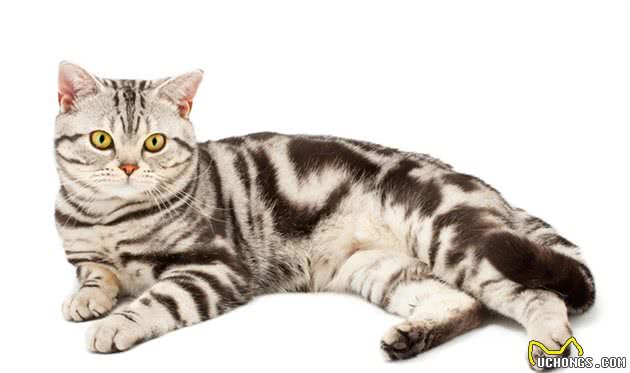 宠物猫的品种及价格大全，看完后都想买一只回家养