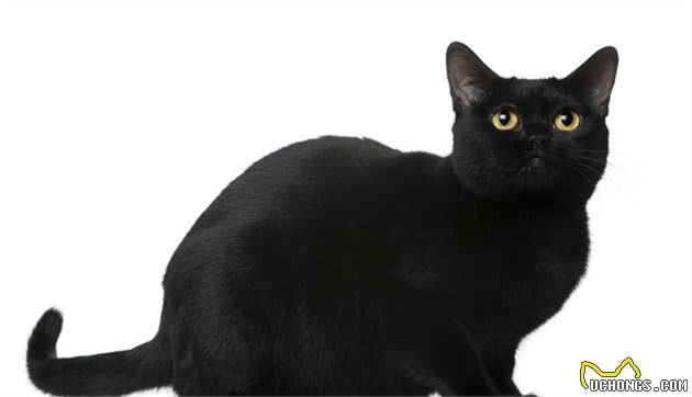 宠物猫的品种及价格大全，看完后都想买一只回家养
