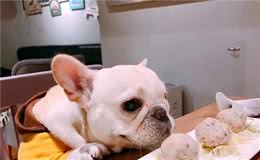 狗界中最能吃的5种狗狗，堪称“行走的饭桶”，你养得起吗？