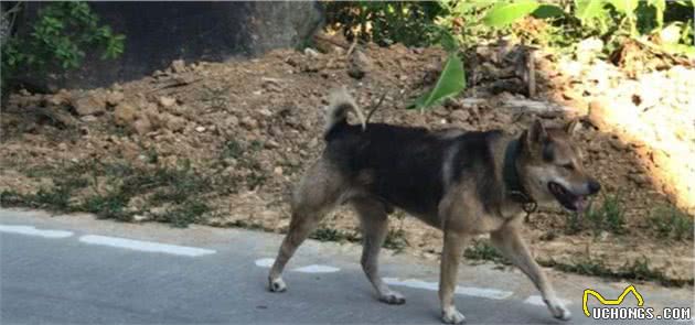 中华田园犬有多少花色，只知道一个大黄？，那可远远不够哦