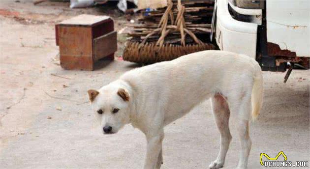 中华田园犬有多少花色，只知道一个大黄？，那可远远不够哦