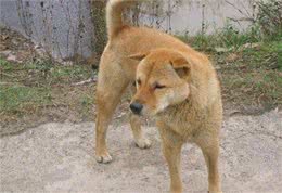 中华田园犬有多少花色，只知道一个大黄？，那可远远不够哦