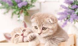 养猫为什么不要养折耳猫？这5个原因，很现实