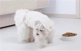 狗狗挑食怎么办？饿它3天这种方法是错误的，千万别再用了