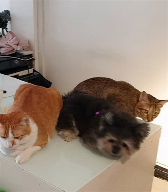 被猫咪抚养长大的博美，如今被主人当成了工具狗