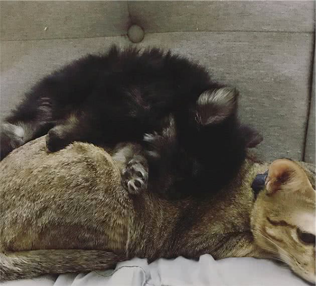 被猫咪抚养长大的博美，如今被主人当成了工具狗