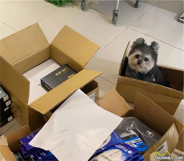被猫咪抚养长大的博美，如今被主人当成了工具狗
