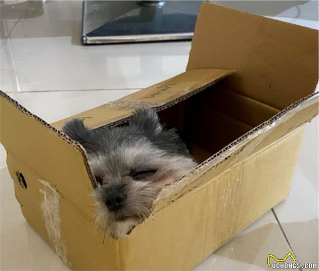 被猫咪抚养长大的博美，如今被主人当成了工具狗
