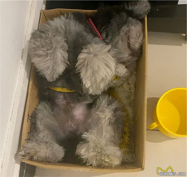 被猫咪抚养长大的博美，如今被主人当成了工具狗